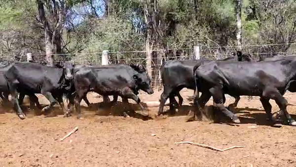 Lote 74 Vacas de invernar en Quimilí, Santiago del Estero