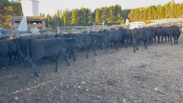 Lote 50 Novillo Engorda en Coyhaique, XI Región Aysén