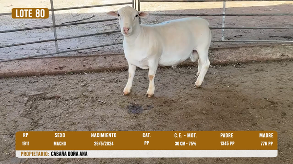 Lote LOTE 80