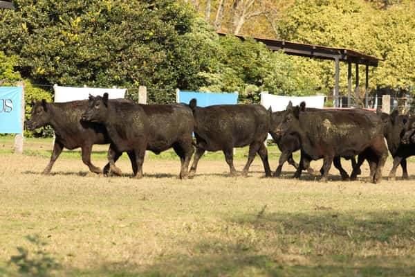 Lote CABAÑA “COEMBOTÁ” de Calderón: 10 VAQUILLAS MAS PREÑADAS