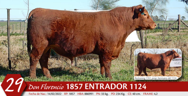 Lote MACHO PP