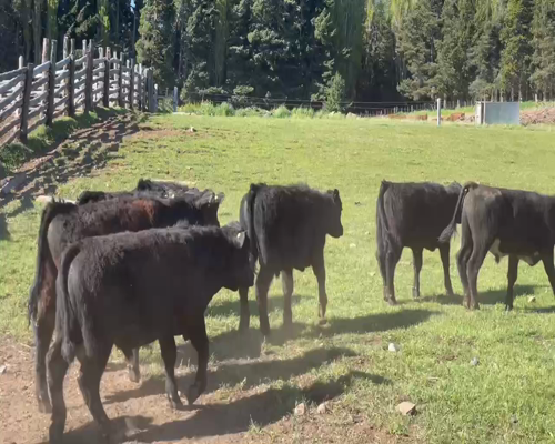 Lote 50 Ternero en Coyhaique, XI Región Aysén