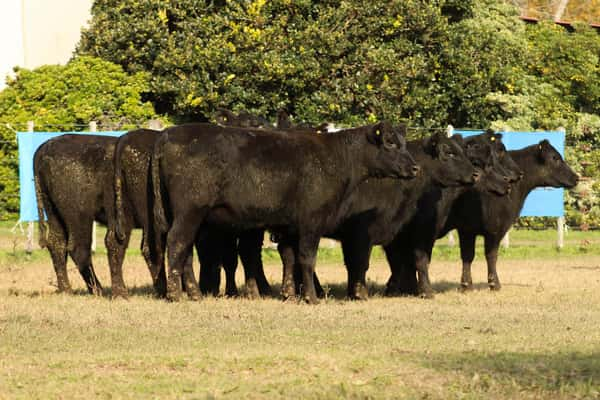 Lote CABAÑA COEMBOTÁ: 9 VAQUILLAS GENERALES PREÑADAS