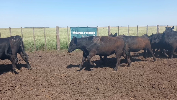 Lote 25 Vaquillonas de HERNAN CERIANI CERNADAS