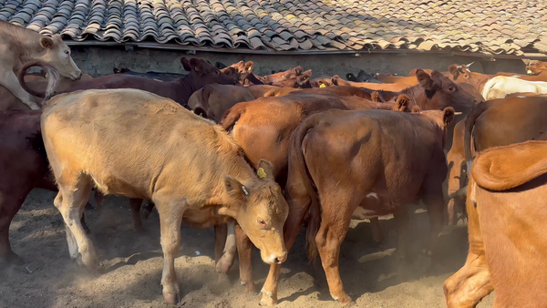 Lote 150 Vaquilla Engorda en Cauquenes, VII  Región Maule