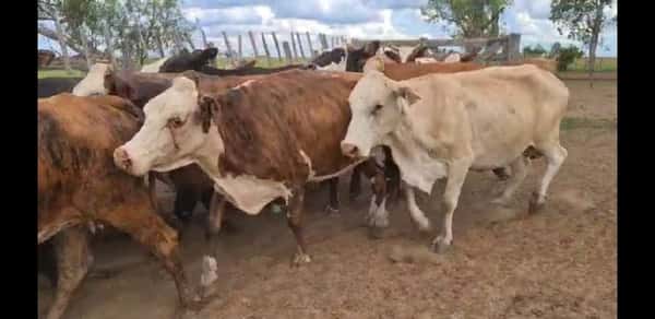 Lote 88 Vacas de invernar en Esquina, Corrientes