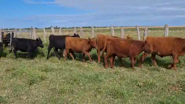 Lote 60 Terneros/as