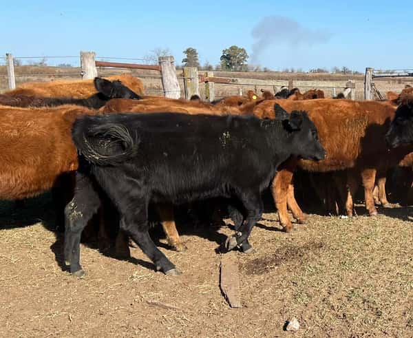 Lote 29 Vaquillonas