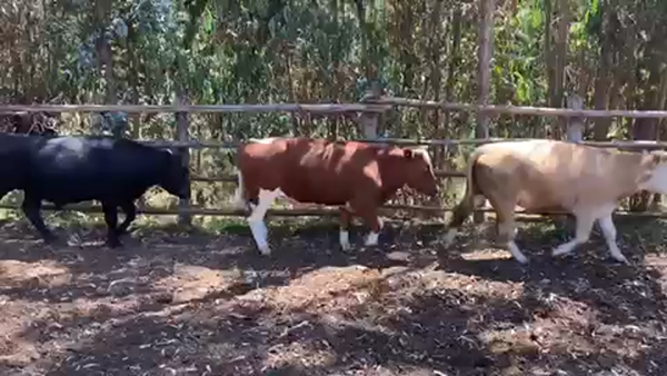 Lote 55 Novillo Engorda en San Antonio, V  Región Valparaíso