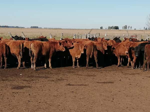 Lote 70 Terneros en Federal, Entre Ríos