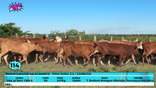 Lote LOTE 114