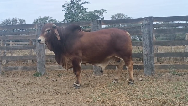 Lote TORO - BRAHMAN ROJO