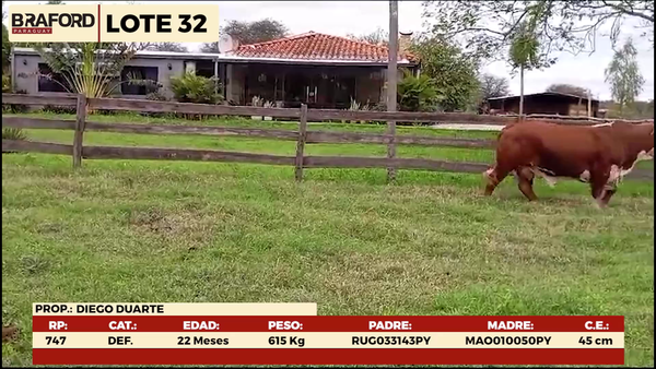 Lote LOTE 32 - MACHOS DE CAMPO