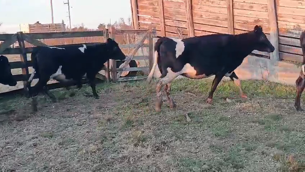 Lote 6 Vaquillonas  a remate en Pantalla Camy 400kg - , San José