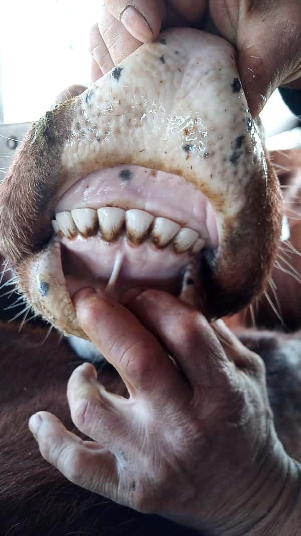 Lote 60 Vacas nuevas C/ cria