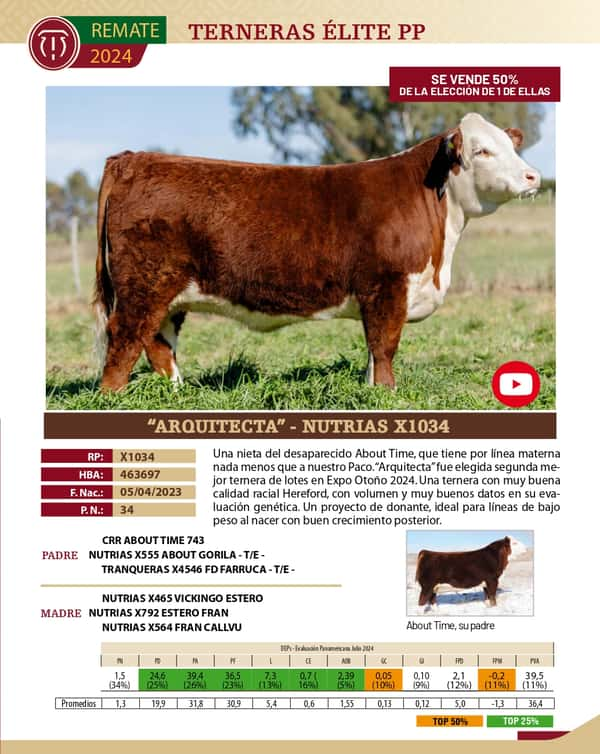 Lote TERNERAS PP