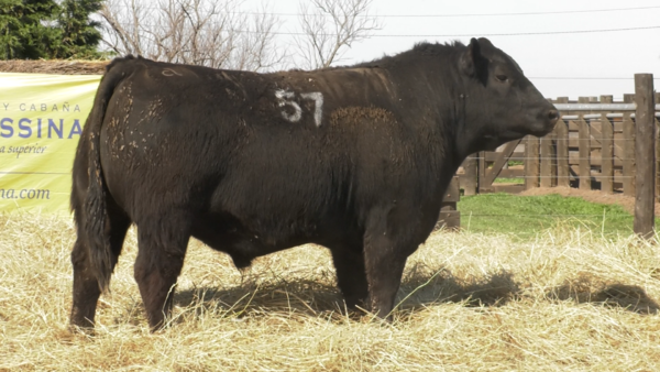 Lote TOROS ANGUS PURO CONTROLADO