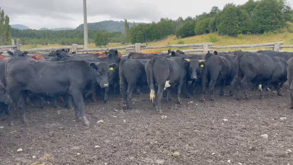 Lote 50 Novillo Engorda en Coyhaique, XI Región Aysén