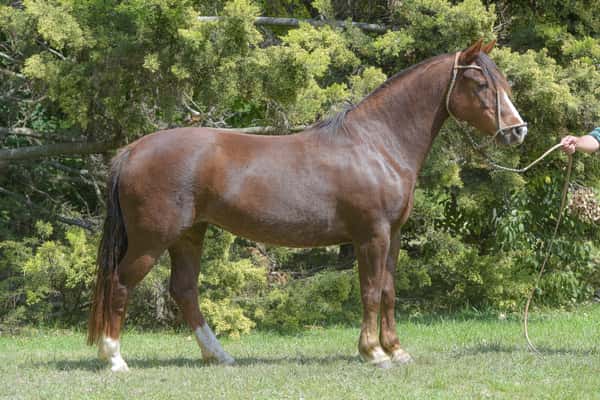 Lote Yubely Coquefuero