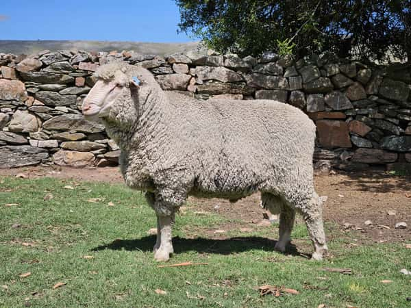 Lote (Vendido)Carneros a remate en Subasta Online - Nambi Guasu, Lavalleja