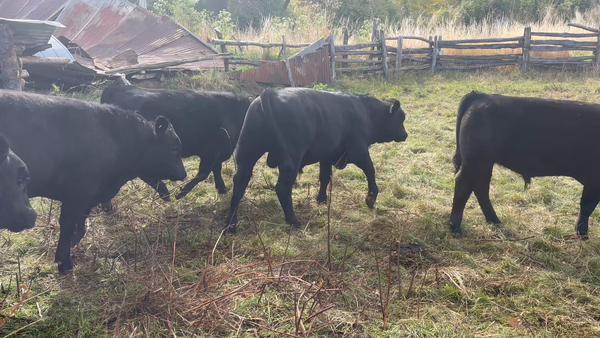 Lote 51 Ternero en Coyhaique, XI Región Aysén
