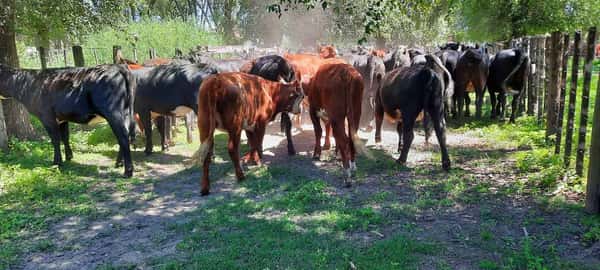 Lote 46 Vaquillonas en Gral. Lamadrid, Buenos Aires