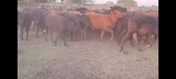 Lote 86 Novillos en Villaguay, Entre Ríos
