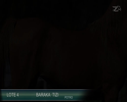 Lote BARAKA TIZI