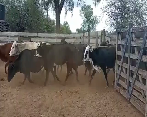 Lote 35 Vacas de invernar en Monte Quemado, Santiago del Estero