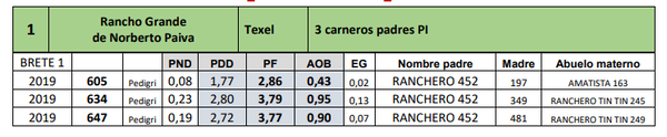 Lote 3 carneros padres PI