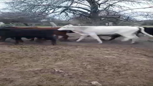 Lote 60 Terneros/as Cruzas en San Javier, Santa Fe