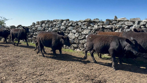 Lote 100 Terneras en Costas del Parao, Cerro Largo