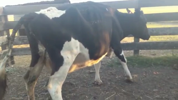 Lote 2 Vacas de Invernada HOLANDO a remate en Pantalla Camy Mayo - Desde La Cuenca 530kg - , San José