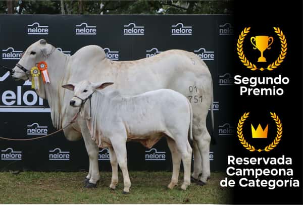 Lote Nelore a Bozal Expo Internacional 2022 RP 1751- Lote 12