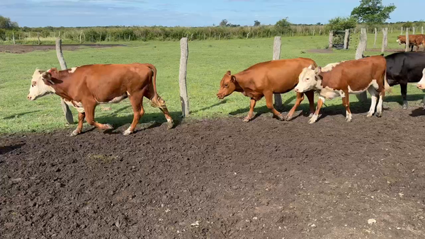 Lote 60 Vaquillonas en Maciá, Entre Ríos