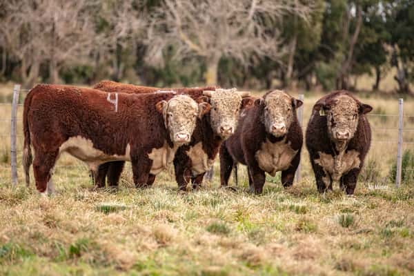 Lote Toro PR
