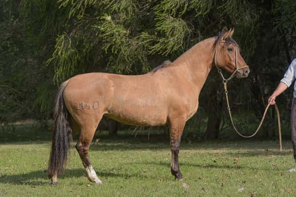 Lote Yubely General