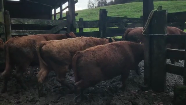 Lote 25 Novillo Engorda en Los Lagos, XIV Región Los Ríos