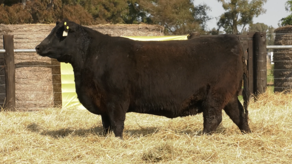 Lote VAQUILLONAS ANGUS PURO PEDRIGREE "LILY" y "Palerna"