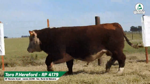 Lote TORO P. HEREFORD