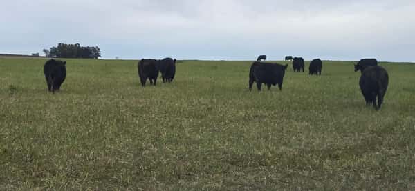 Lote 45 Toros