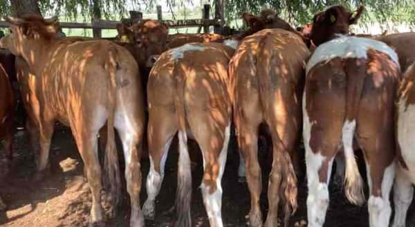 Lote 20 Novillo Engorda en María Pinto, Región Metropolitana