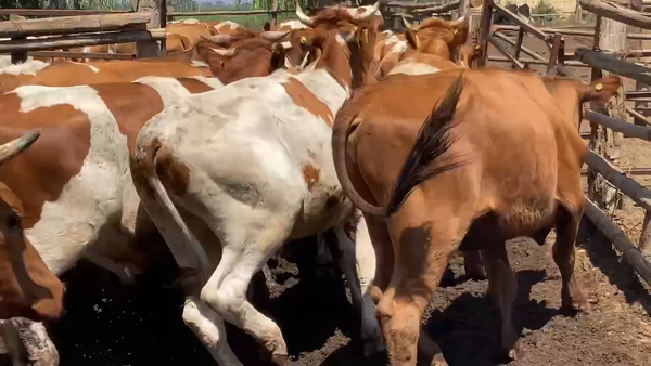 Lote 45 Novillo Engorda en María Pinto, Región Metropolitana