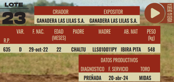 Lote LOTE 23-HEMBRAS DE CAMPO