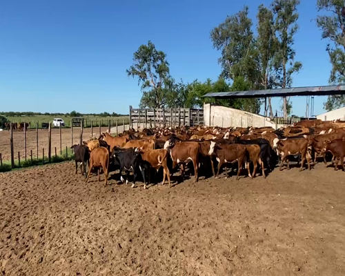 Lote 230 Terneros en Esquina, Corrientes