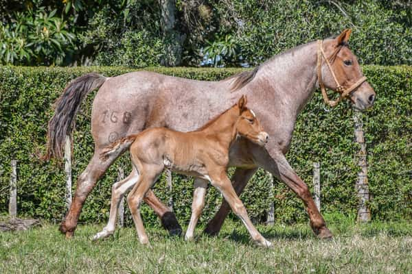 Lote Lote 12 Regalona del Paso rp 168