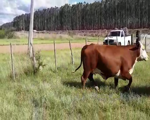 Lote 40 Vacas de invernar en Mercedes, Corrientes