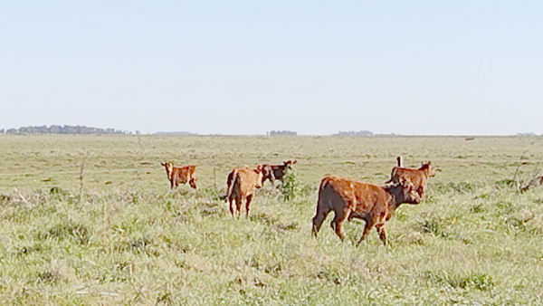 Lote 120 Vacas nuevas C/ cria en Tapalqué, Buenos Aires