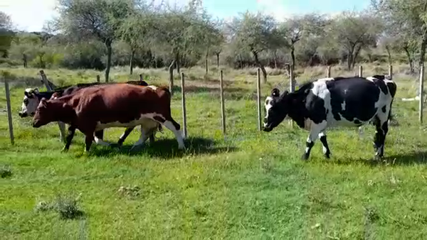 Lote 3 Vaquillonas/Vacas Gordas a remate en REMATE ESPECIAL DE TERNEROS 460kg -  en POLANCOS