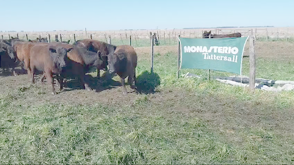 Lote 50 Vaquillonas en Arboledas